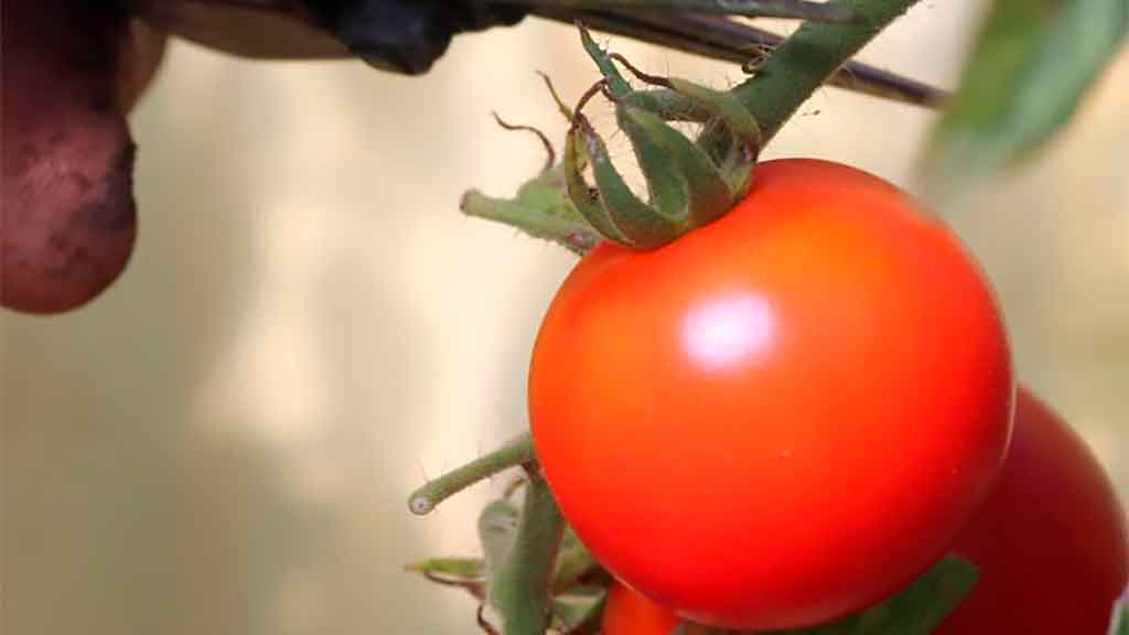 Tomate