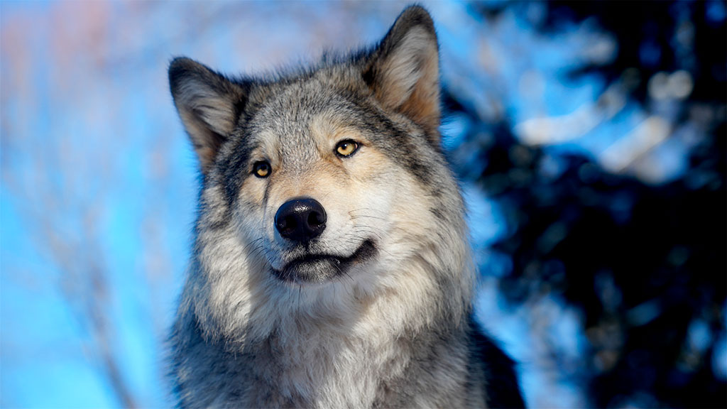 lobo cinzento